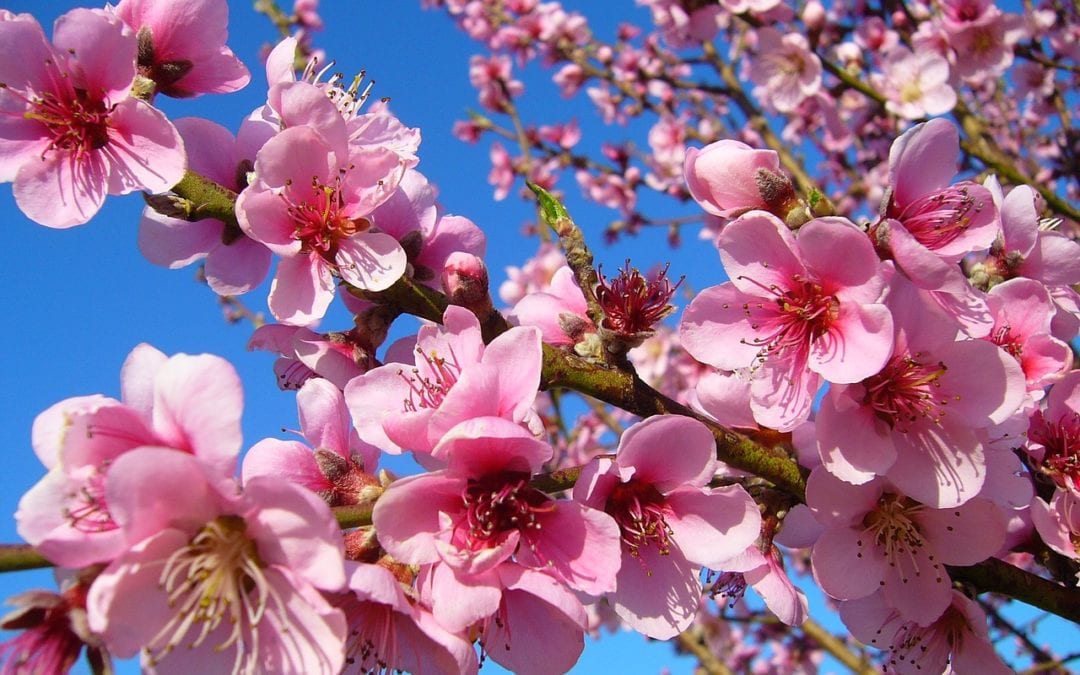 The peach blossoms on these fruit trees were produced because the chill hours for the tree were met.
