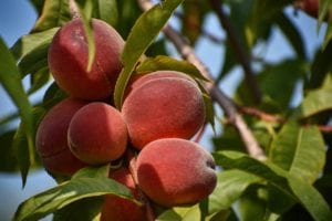 Fruit trees have basic requirements for successful growth.
