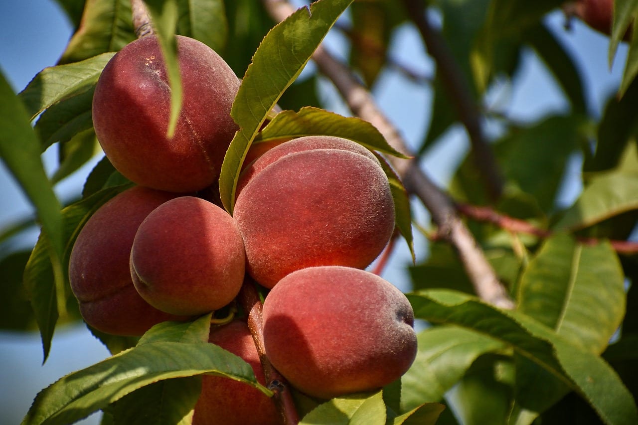 Fruit trees have basic requirements for successful growth.