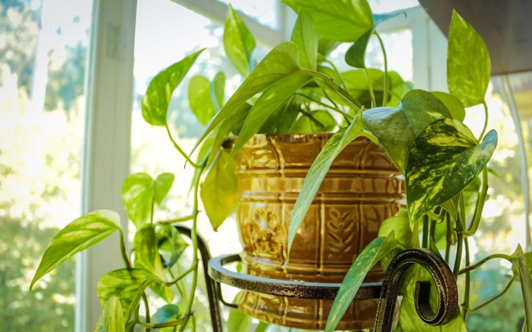 Winter Tips and Care for Houseplants