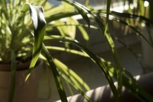 houseplants-winter-care Less care is needed for houseplants during winter.