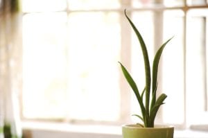 Houseplants need less winter care than during their growing seasons.