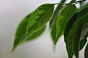 houseplants-winter-care Houseplants need less winter care than during their growing seasons.