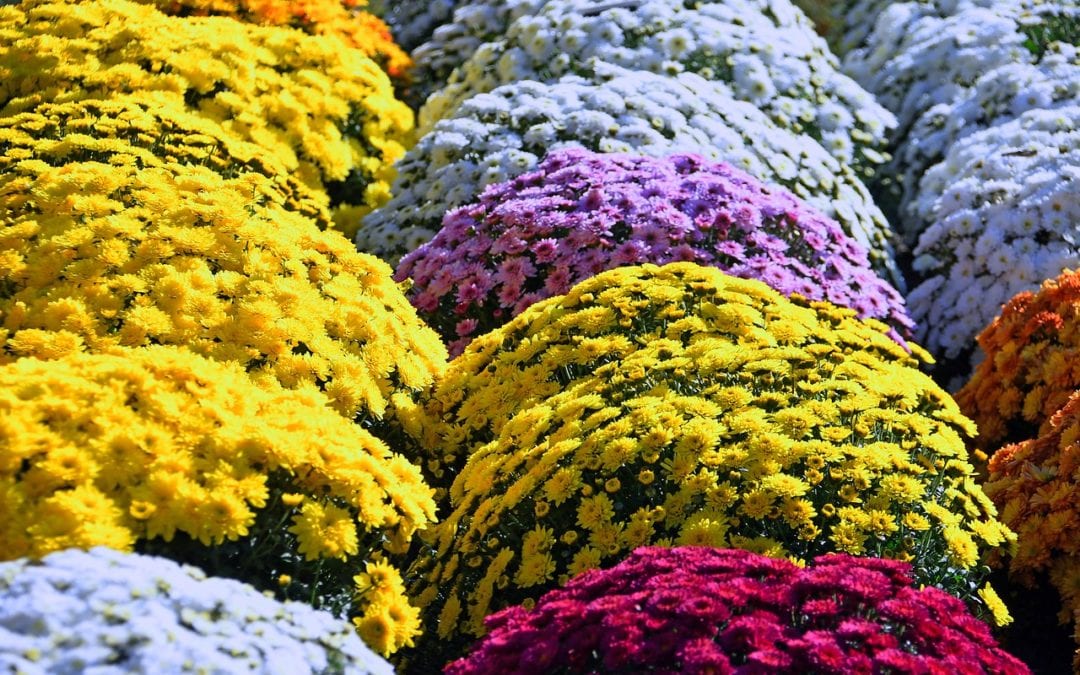 You can have beautiful mums like these every year with a little care.