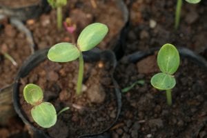 Thin seedlings when they have developed their first set of leaves. 