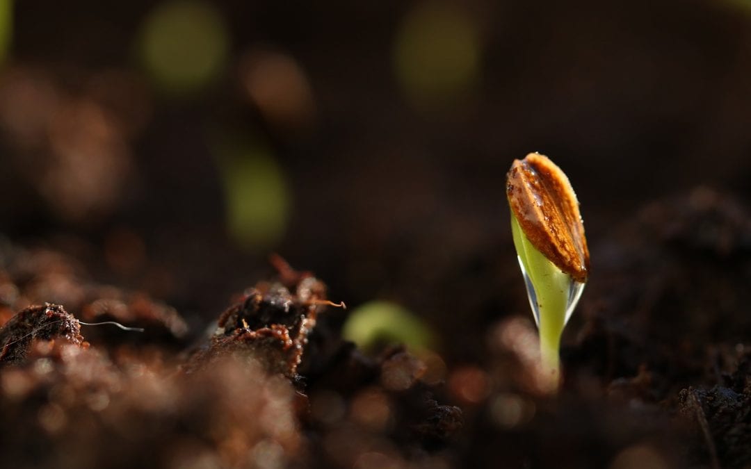 Seeds and Seedlings sprout fast when given moisture and warmth.