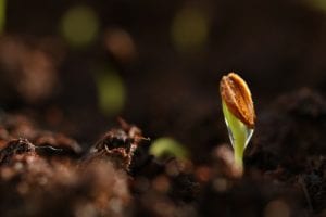 Seedlings sprout fast when given moisture and warmth.