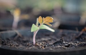 Seedlings have developed their first true leaves and are ready to be thinned.