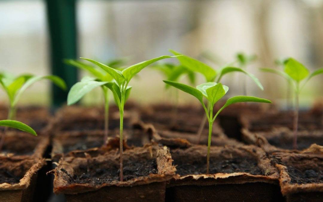 Maintaining Seedlings During Indoor Seed Starting