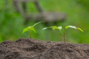 organic-fertilizer-soil Healthy soil enriched with organic fertilizer creates a healthy environment for plants.