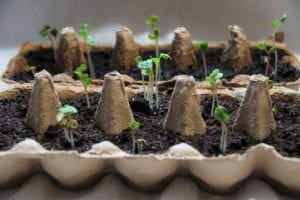 seedlings can be grown in many types of containers.