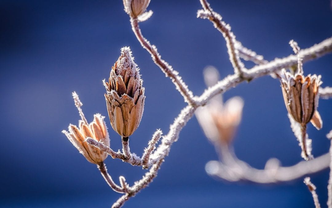 Frost from a winter freeze on a plant without protection.