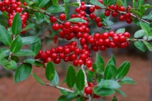 yaupon-holly-berries Yaupon Holly bright red berries