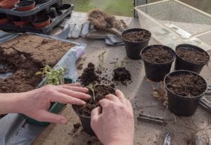 transplants-tomato Tomato transplants need to be bumped up to larger containers.