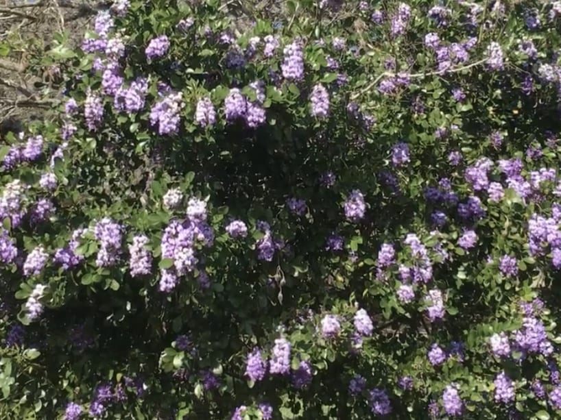 Texas Mountain Laurel: A Spring-Blooming Favorite!