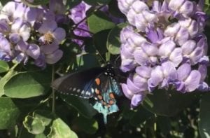 Texas Mountain Laurels are great for attracting pollinators. 