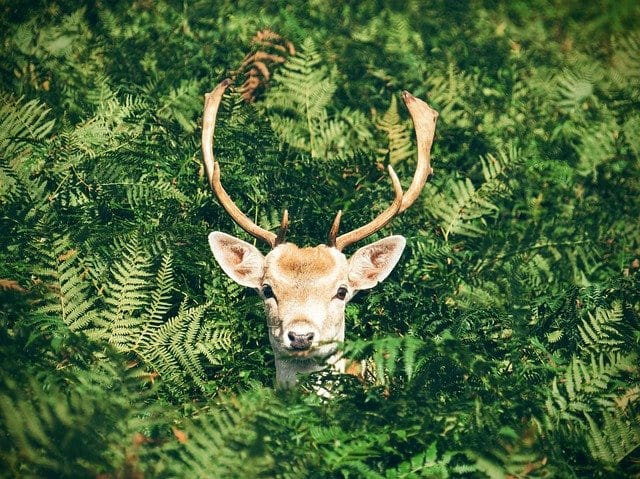 Deer resistant plants are popular in San Antonio, Texas.