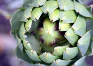 Artichokes can make an elegant culinary dish or a beautiful flower.