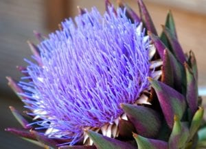 Artichokes can make an elegant culinary dish or a beautiful flower.