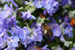 Rosemary produces beautiful flowers and makes a great landscape specimen.