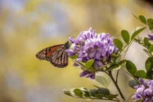 Texas Mountain Laurels are visited by butterflies.