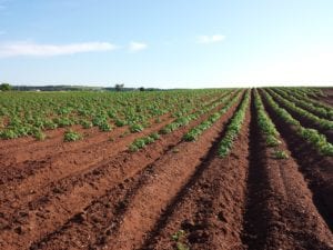 Soil prep each season allows for a bountiful harvest.