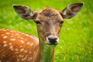 Deer resistant plants in San Antonio are your best bet when gardening in deer country.