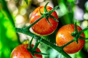 Tomatoes growing on the vine.