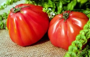 tomatoes-tomato-cherry Tomatoes from a homegrown garden.
