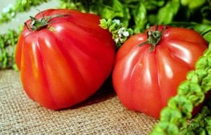 Tomatoes from a homegrown garden.