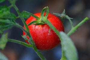 Cherry tomatoes on the vine.