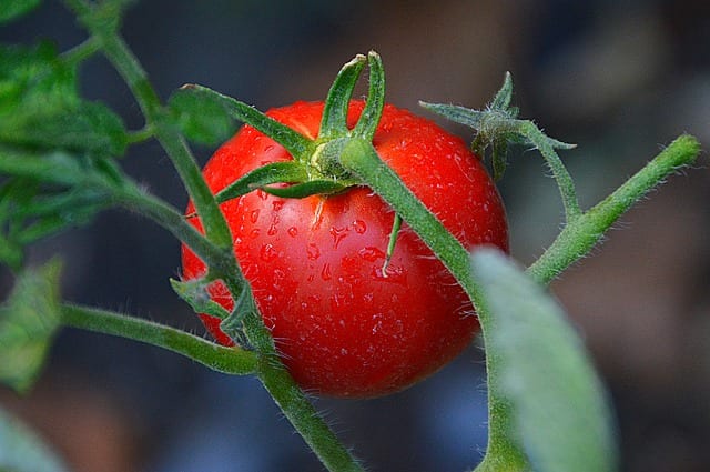 Tomato Class Recap: Tips for Growing Tomatoes