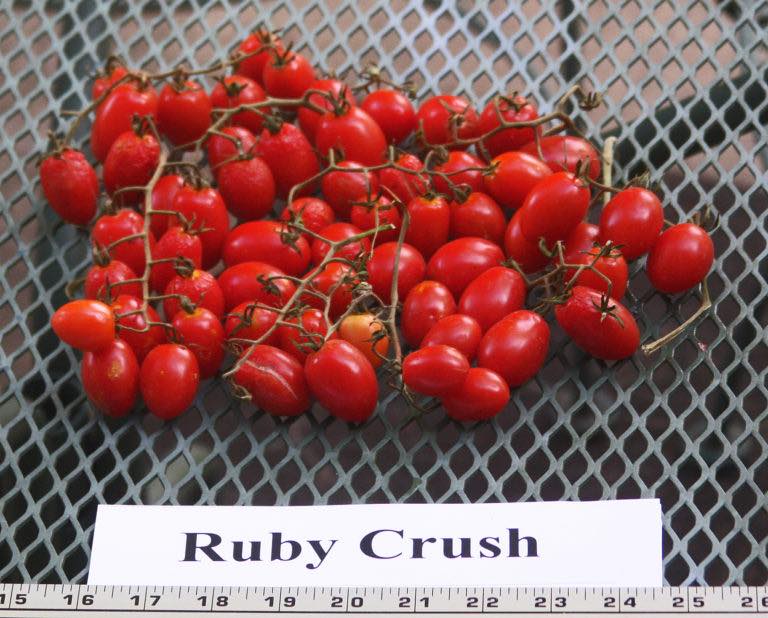 Ruby Crush, 2021’s Rodeo Tomato!