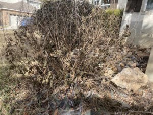 Salvia plants with freeze damage.