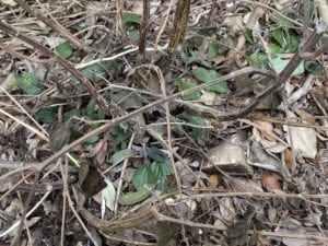 Freeze damage but new growth on salvia plants.