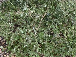 freeze-damage-plumbago-plants Plumbago plants with freeze damage.