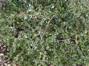 Plumbago plants with freeze damage.