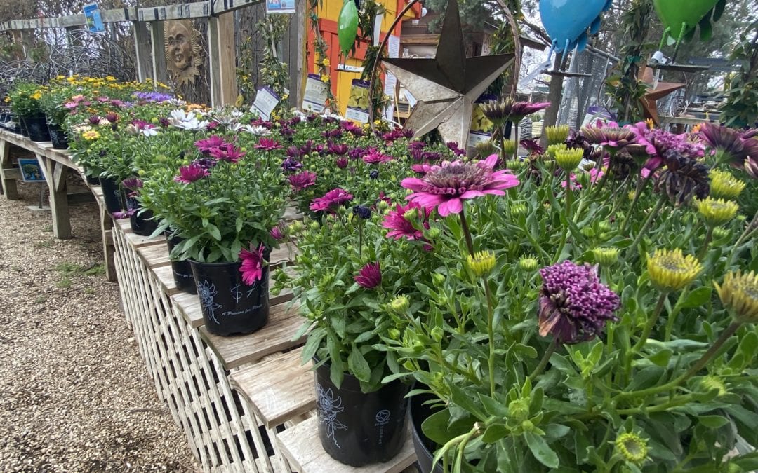 Behind the Scenes at Rainbow Gardens: Spring Plants