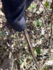 After a freeze, plants may split stems and be damaged.