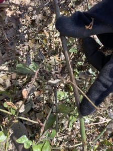plants-freeze-damage-healthy Plants after a freeze need time to recover.