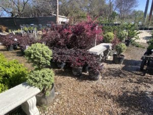 Spring plants at Rainbow Gardens