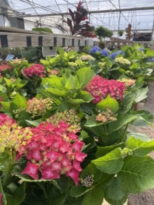 Hydrangeas at Rainbow Gardens