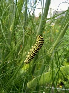 Caterpillar on fennel
