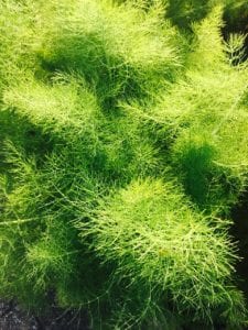 The frond of dill and fennel