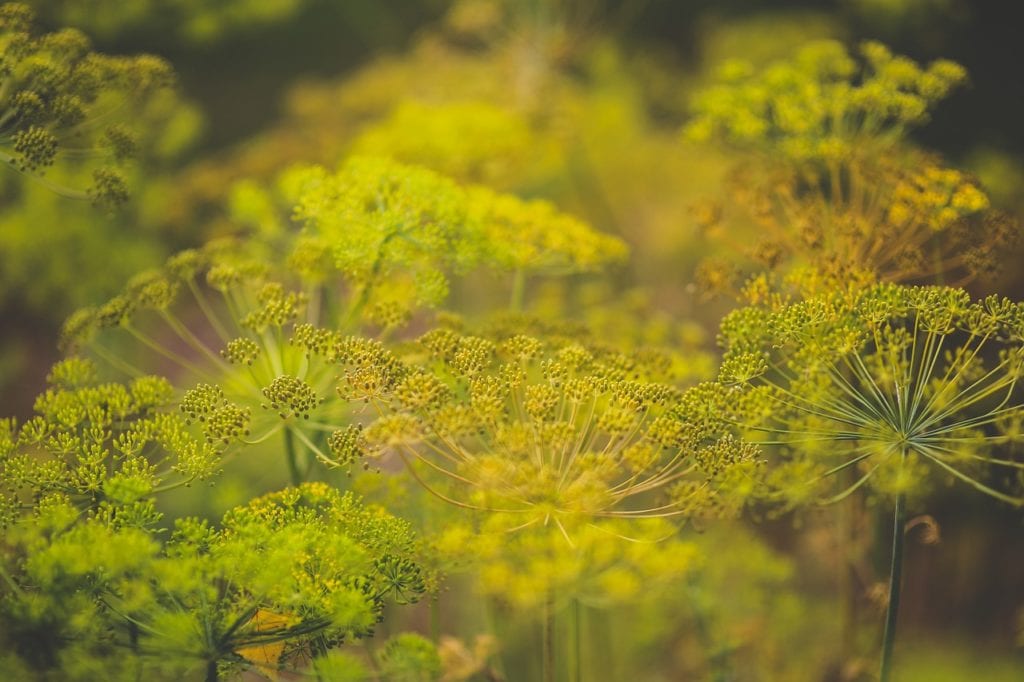 The Herbs Fennel and Dill in flower.