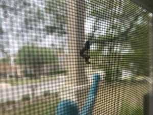spring-worm Worm climbing up a window screen.
