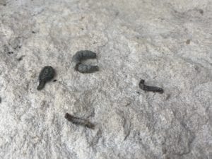 inchworms Cankerworms in a group on pavement.