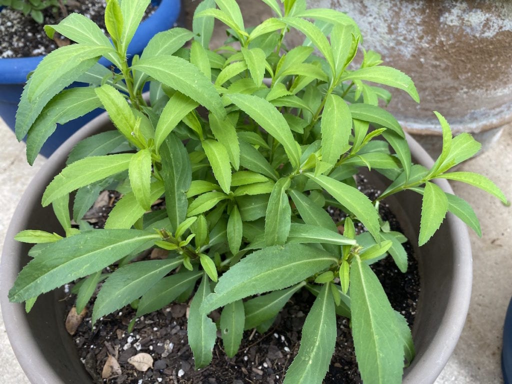 Mexican-Mint-Marigold Mexican Mint Marigold in a pot.