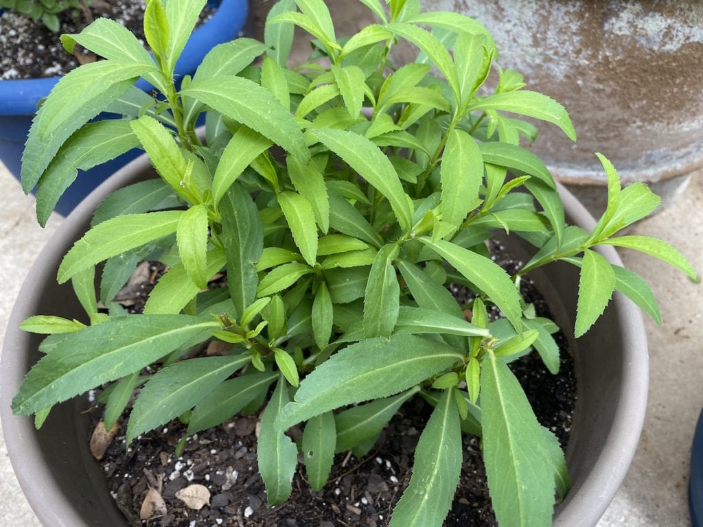 Mexican Mint Marigold in a pot.