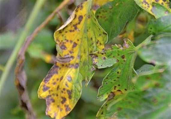 Early leaf blight on tomato leaves.